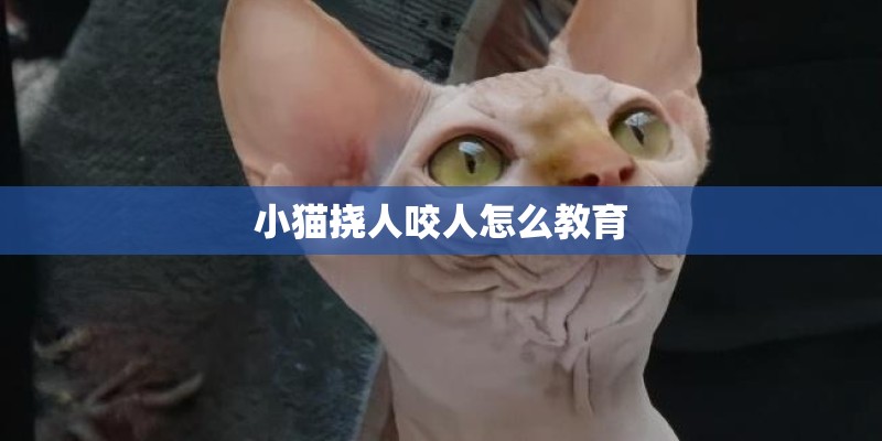 小猫挠人咬人怎么教育