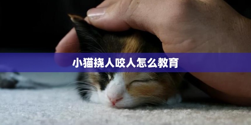 小猫挠人咬人怎么教育