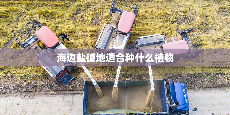 海边盐碱地适合种什么植物