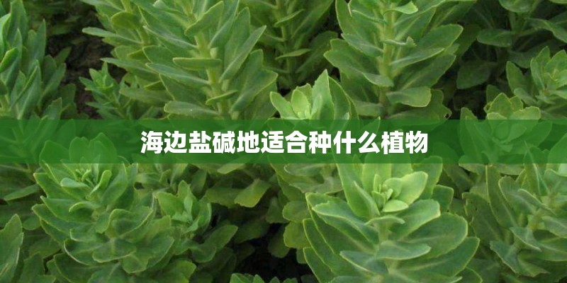 海边盐碱地适合种什么植物