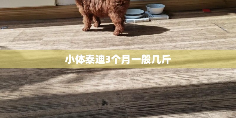 小体泰迪3个月一般几斤