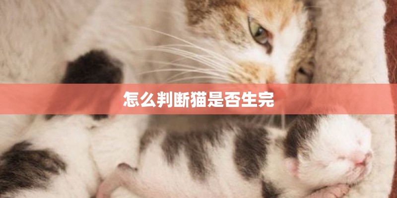 怎么判断猫是否生完