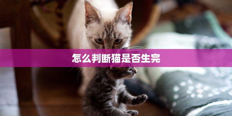 怎么判断猫是否生完