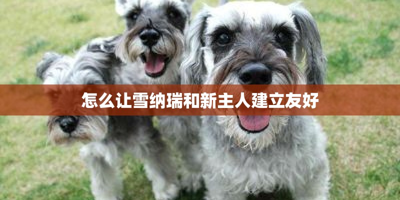 怎么让雪纳瑞和新主人建立友好