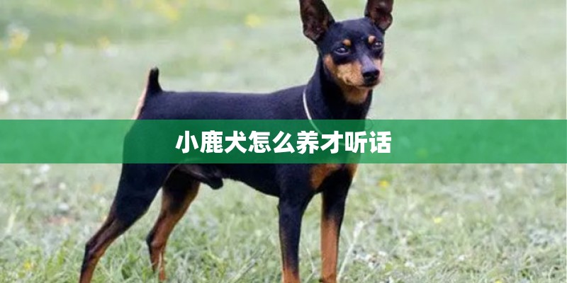 小鹿犬怎么养才听话