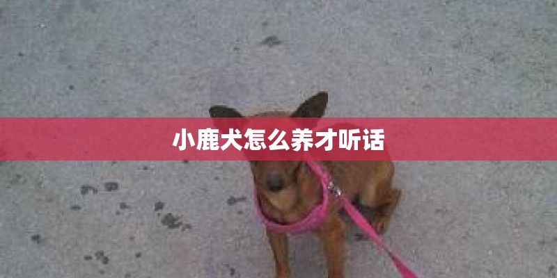 小鹿犬怎么养才听话