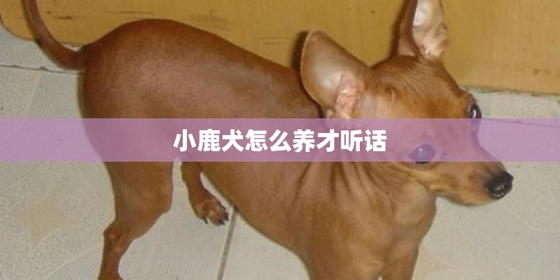 小鹿犬怎么养才听话