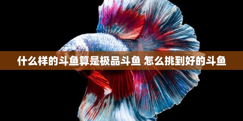 什么样的斗鱼算是极品斗鱼 怎么挑到好的斗鱼