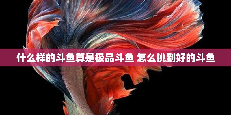 什么样的斗鱼算是极品斗鱼 怎么挑到好的斗鱼