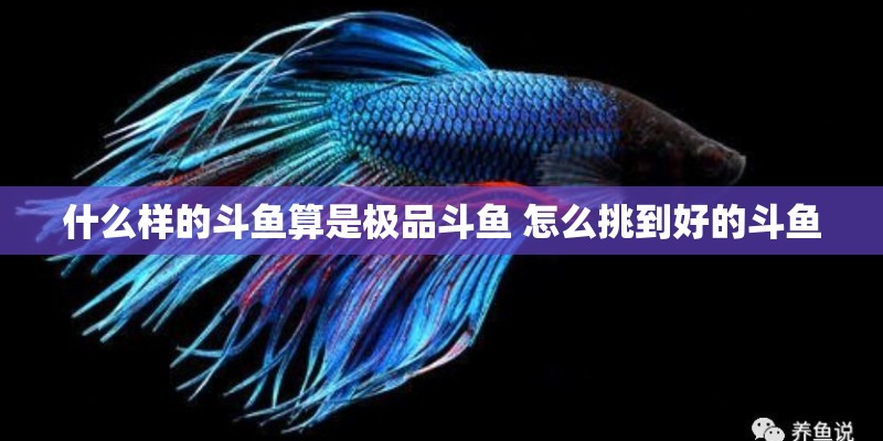 什么样的斗鱼算是极品斗鱼 怎么挑到好的斗鱼