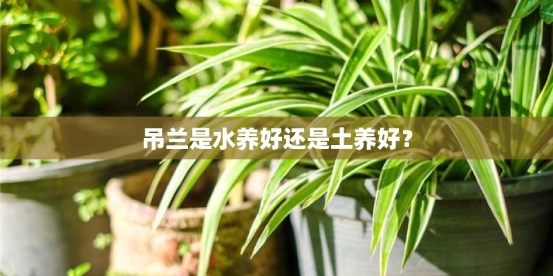 吊兰是水养好还是土养好？
