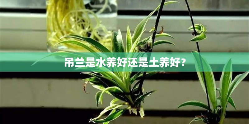吊兰是水养好还是土养好？