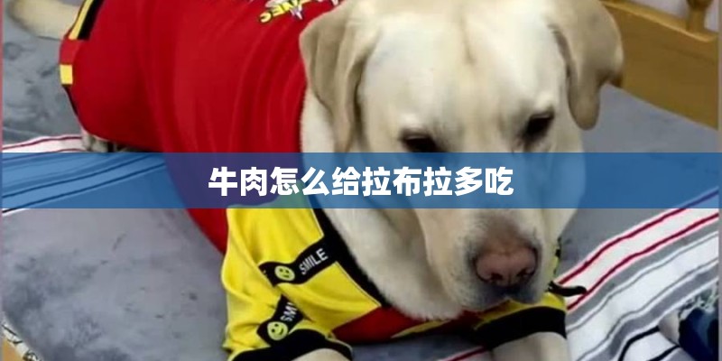 牛肉怎么给拉布拉多吃