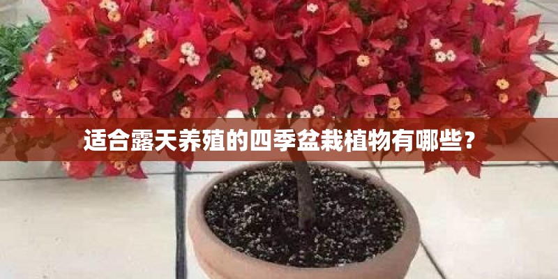适合露天养殖的四季盆栽植物有哪些？