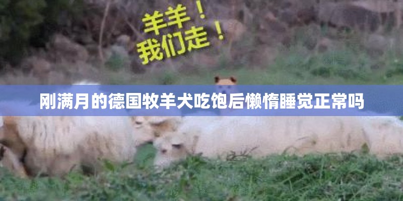 刚满月的德国牧羊犬吃饱后懒惰睡觉正常吗
