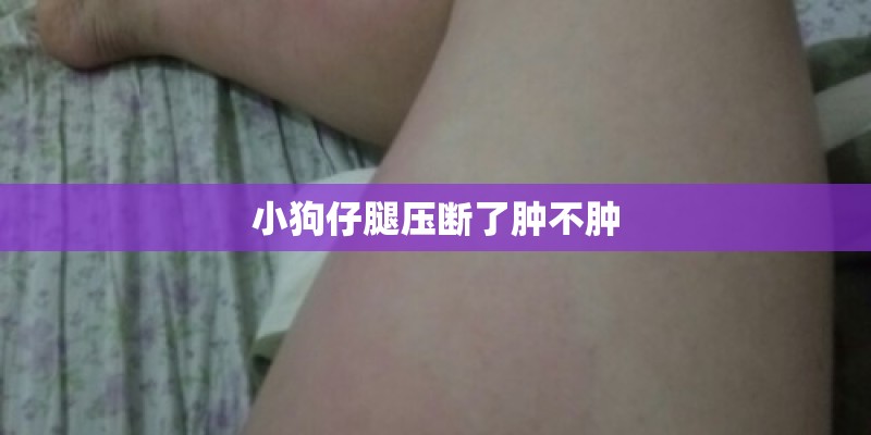 小狗仔腿压断了肿不肿