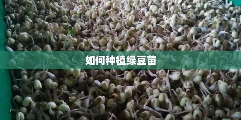如何种植绿豆苗