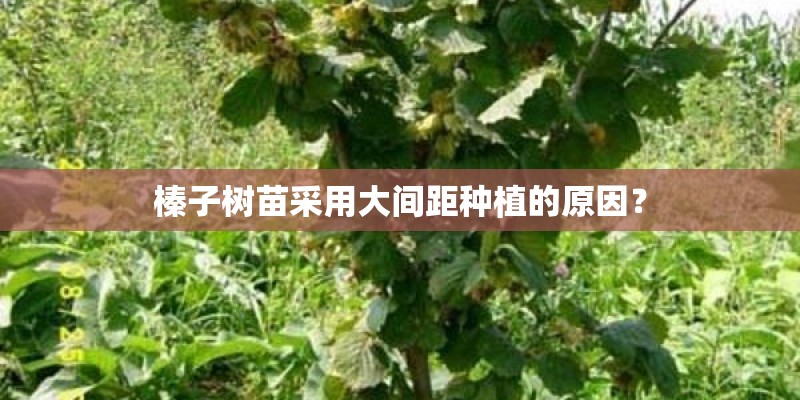 榛子树苗采用大间距种植的原因？