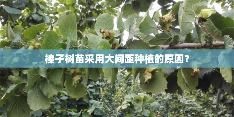 榛子树苗采用大间距种植的原因？