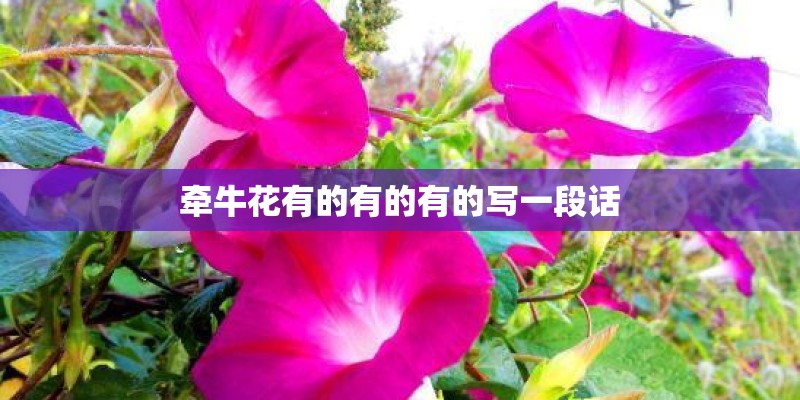 牵牛花有的有的有的写一段话