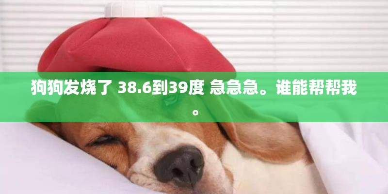 狗狗发烧了 38.6到39度 急急急。谁能帮帮我。