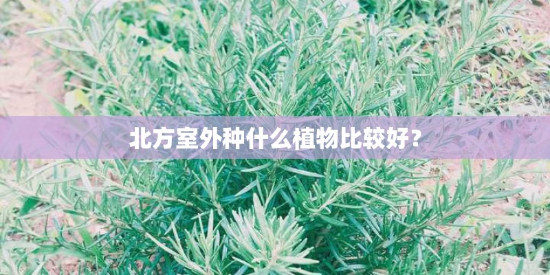 北方室外种什么植物比较好？