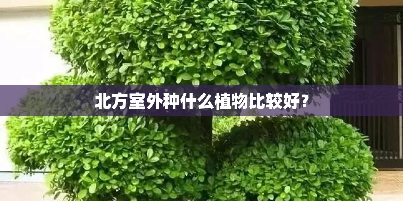 北方室外种什么植物比较好？