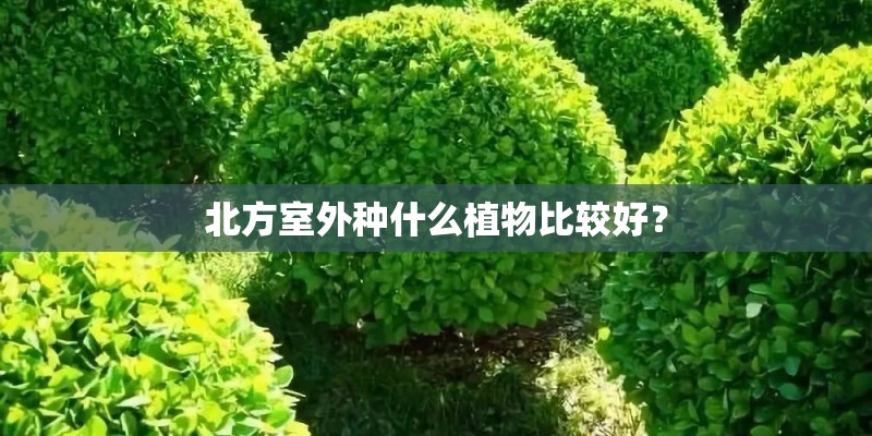 北方室外种什么植物比较好？