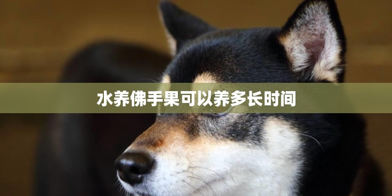 水养佛手果可以养多长时间