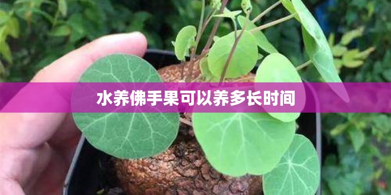 水养佛手果可以养多长时间