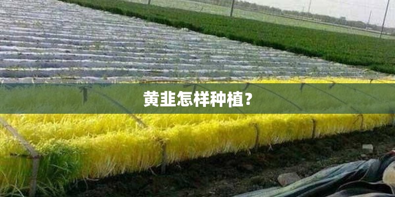 黄韭怎样种植？