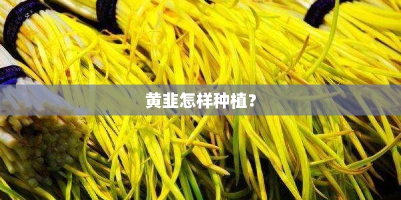 黄韭怎样种植？