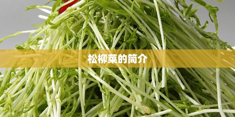 松柳菜的简介