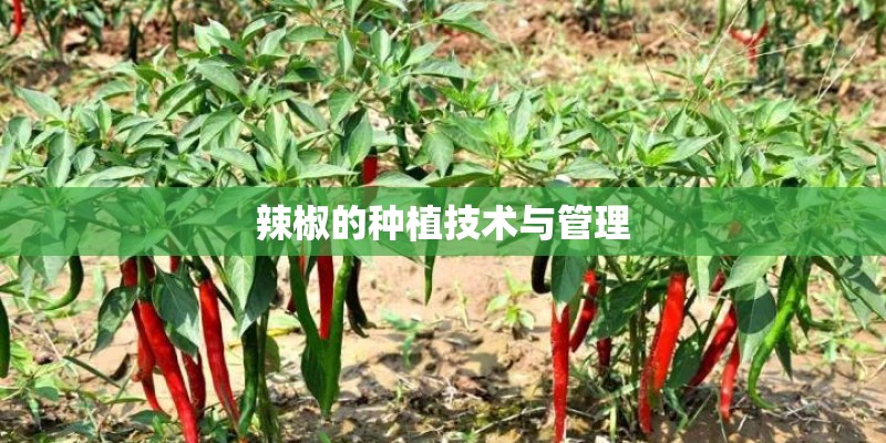 辣椒的种植技术与管理