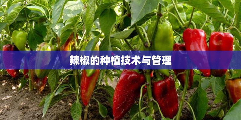 辣椒的种植技术与管理