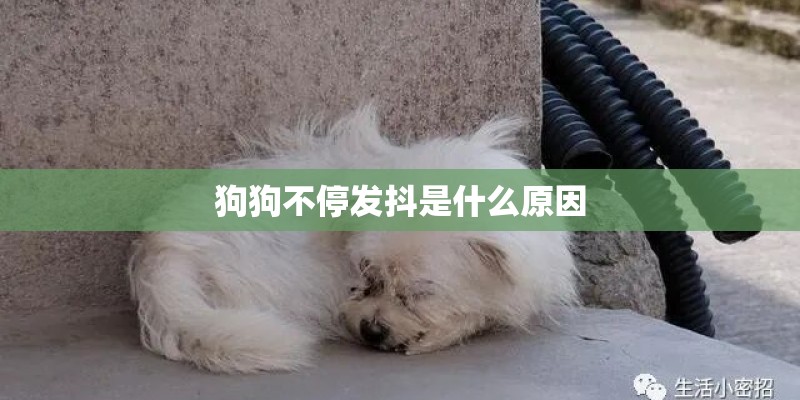 狗狗不停发抖是什么原因