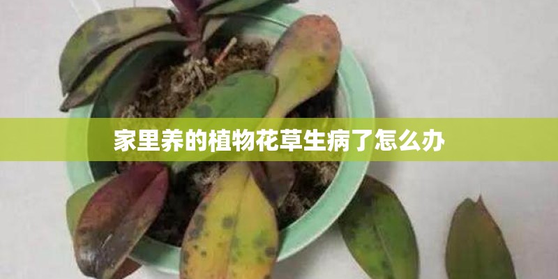 家里养的植物花草生病了怎么办