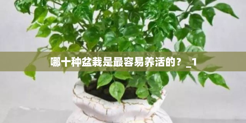 哪十种盆栽是最容易养活的？_1