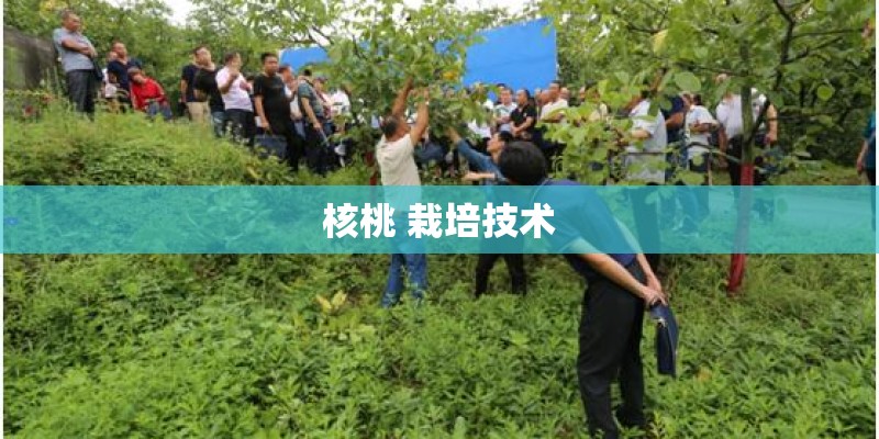 核桃 栽培技术