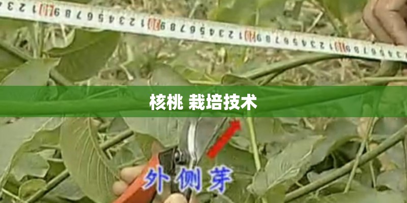 核桃 栽培技术