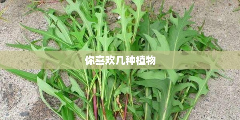 你喜欢几种植物