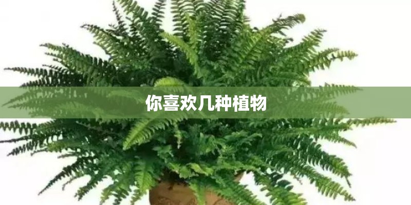 你喜欢几种植物 你喜欢几种植物