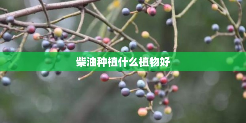 柴油种植什么植物好