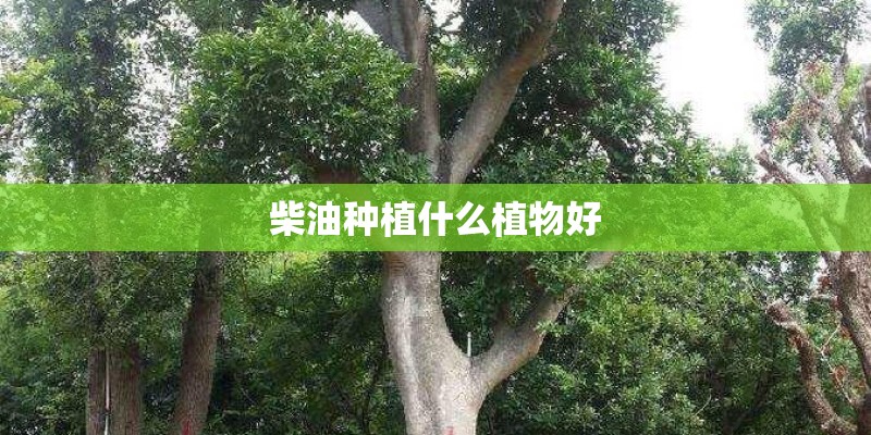 哪种植物没细胞