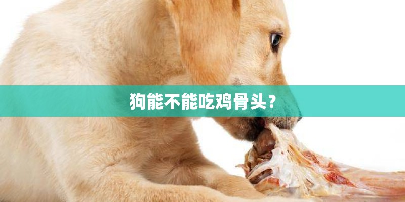 狗能不能吃鸡骨头？