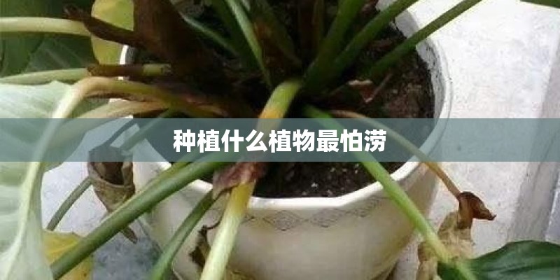 种植什么植物最怕涝