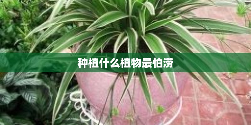 种植什么植物最怕涝