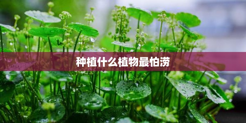 种植什么植物最怕涝