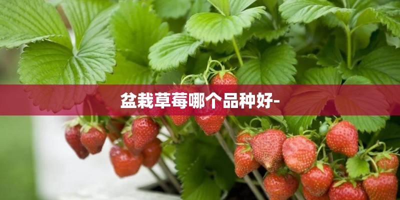 盆栽草莓哪个品种好-