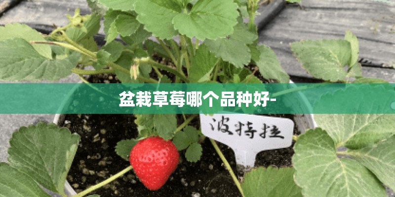 盆栽草莓哪个品种好-